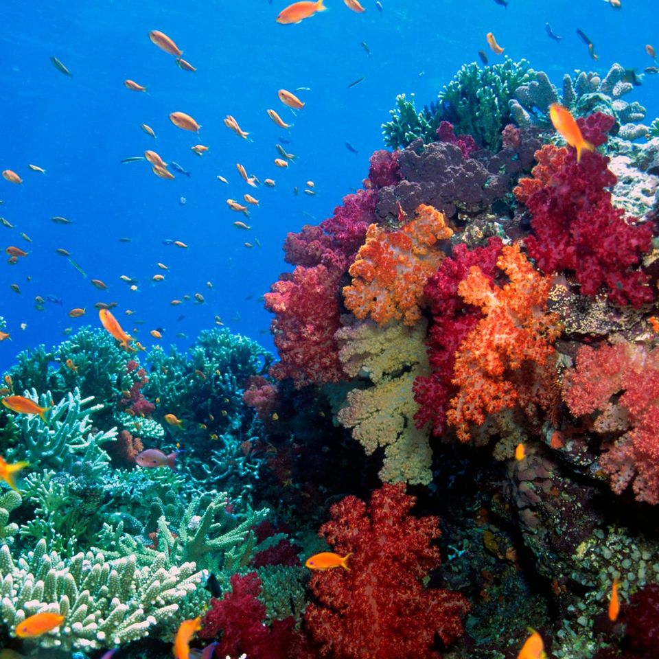Beauitful Fiji soft coral gardens