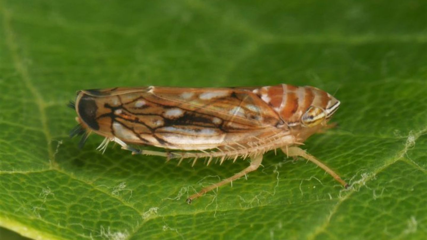 Die Amerikanische Rebzikade überträgt die Krankheit. Foto: Olaf Zimmermann/Landwirtschaftliches Technologiezentrum Augustenberg