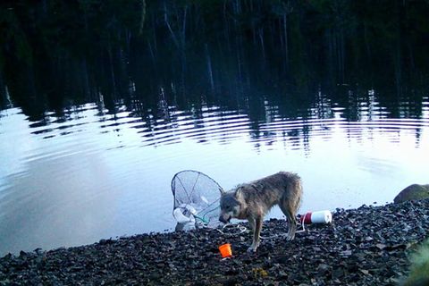 Fisch geangelt: Erstmals gefilmt: Benutzt hier ein Wolf ein Werkzeug?