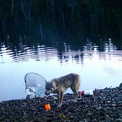 Fisch geangelt: Erstmals gefilmt: Benutzt hier ein Wolf ein Werkzeug?
