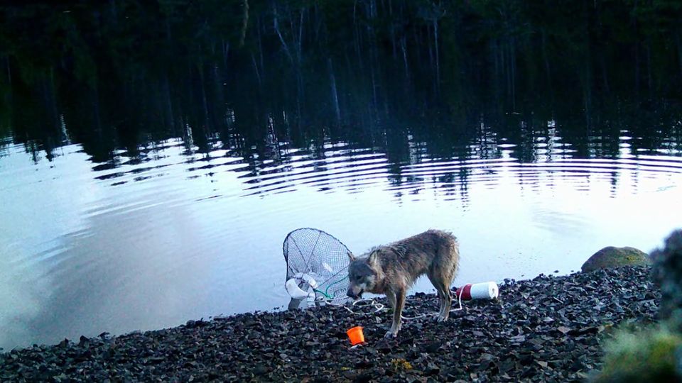 Fisch geangelt: Erstmals gefilmt: Benutzt hier ein Wolf ein Werkzeug?