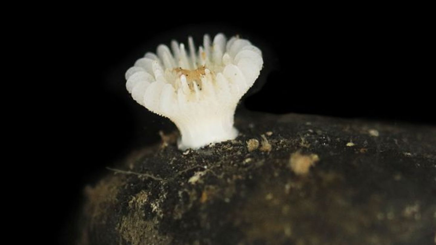 Forscher haben die bislang unbekannte Korallenart in der Tiefsee entdeckt. Foto: Guadalupe Bribiesca-Contreras/National Oceanogr