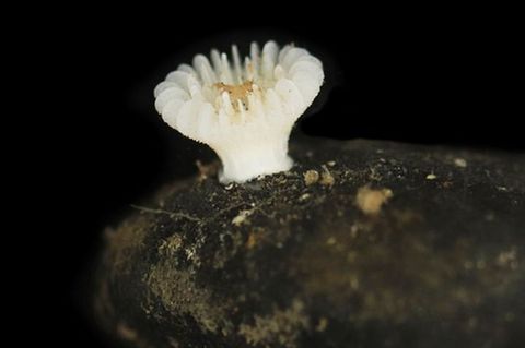 Forscher haben die bislang unbekannte Korallenart in der Tiefsee entdeckt. Foto: Guadalupe Bribiesca-Contreras/National Oceanogr