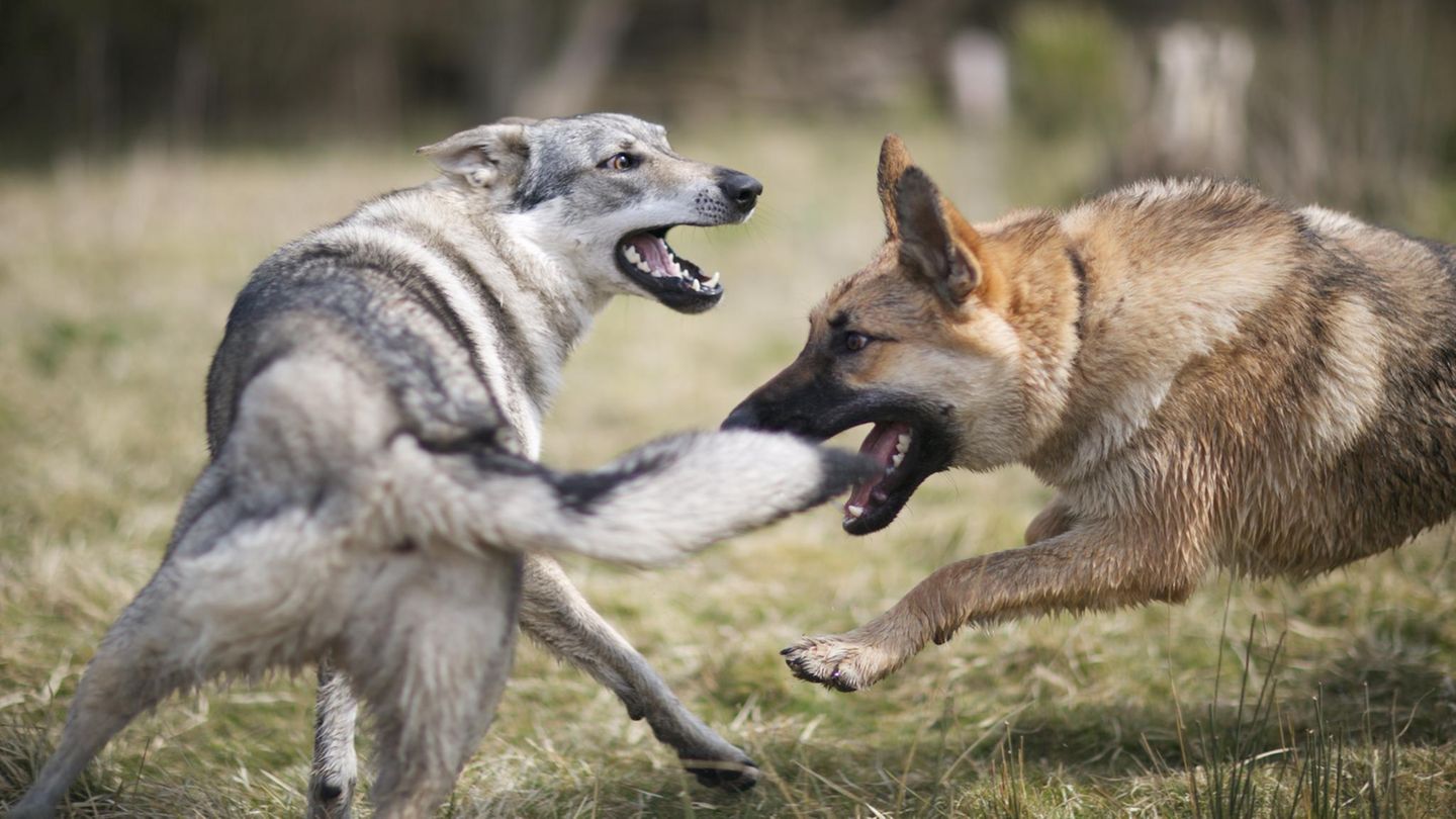 Genetik-Wie-viel-Wolf-steckt-wirklich-im-Hund-