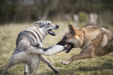 graue Wolfs-Schäferhund-Mischlingshündin spielt mit Schäferhundfreund