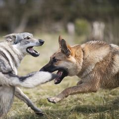 graue Wolfs-Schäferhund-Mischlingshündin spielt mit Schäferhundfreund
