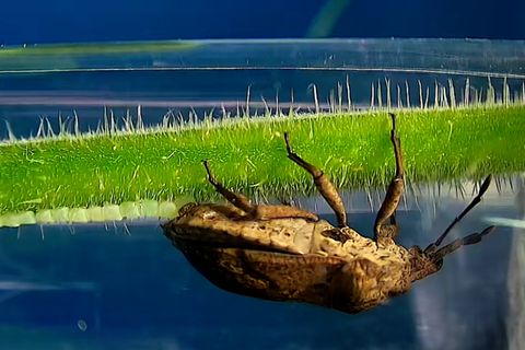 Ein Pilz als Babysitter: Raffinierter Trick: Wanzen schützen ihre Eier vor parasitären Wespen