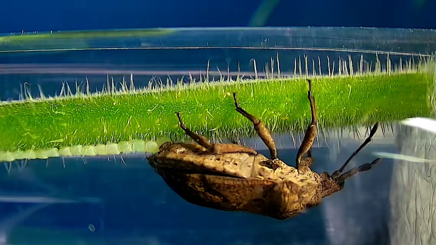 Ein-Pilz-als-Babysitter-Raffinierter-Trick-Wanzen-sch-tzen-ihre-Eier-vor-parasit-ren-Wespen