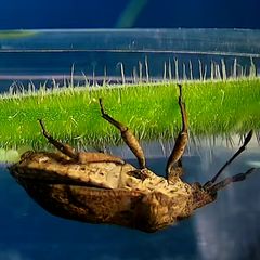 Ein Pilz als Babysitter: Raffinierter Trick: Wanzen schützen ihre Eier vor parasitären Wespen