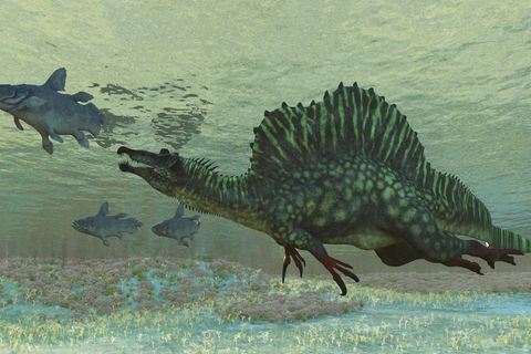 Schon die Ergebnisse einer Studie aus dem Jahr 2022 deuten darauf hin, dass die bis zu 18 Meter langen Spinosaurier gut tauchen und mit dem Kopf unter Wasser jagen konnten