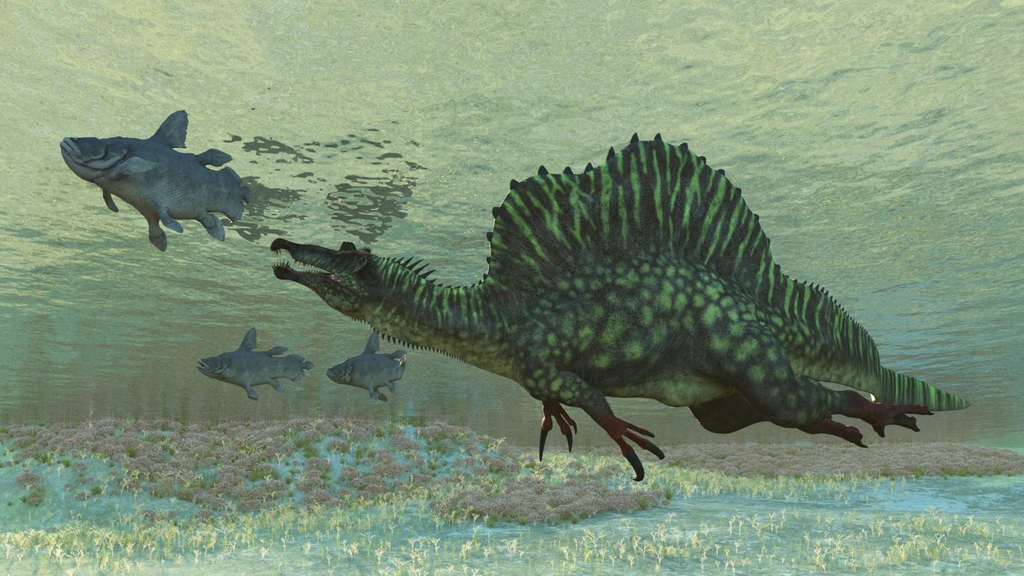 Schon die Ergebnisse einer Studie aus dem Jahr 2022 deuten darauf hin, dass die bis zu 18 Meter langen Spinosaurier gut tauchen und mit dem Kopf unter Wasser jagen konnten
