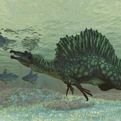 Schon die Ergebnisse einer Studie aus dem Jahr 2022 deuten darauf hin, dass die bis zu 18 Meter langen Spinosaurier gut tauchen und mit dem Kopf unter Wasser jagen konnten