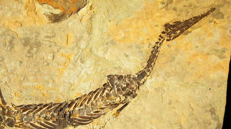 Mesosaurier waren mit einer maximalen Länge von einem Meter verhältnismäßig kleine, schlanke Reptilien. Und sie lebten wohl überwiegend an Land