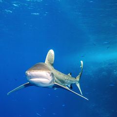 Vom Aussterben bedrohter Weissflossenhai in freier Bewegung im Roten Meer