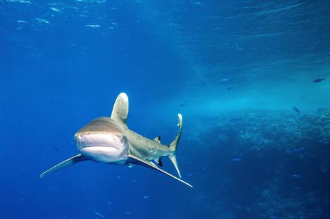 Vom Aussterben bedrohter Weissflossenhai in freier Bewegung im Roten Meer