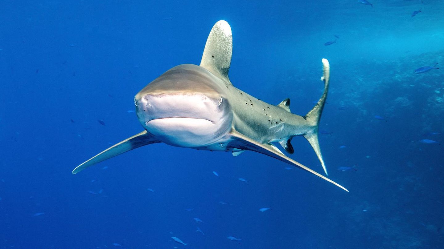 Artenschutzkonferenz-COP20-Experte-ber-den-Wildtierhandel-Wir-t-ten-Haie-f-r-Gesichts-und-Po-Creme-