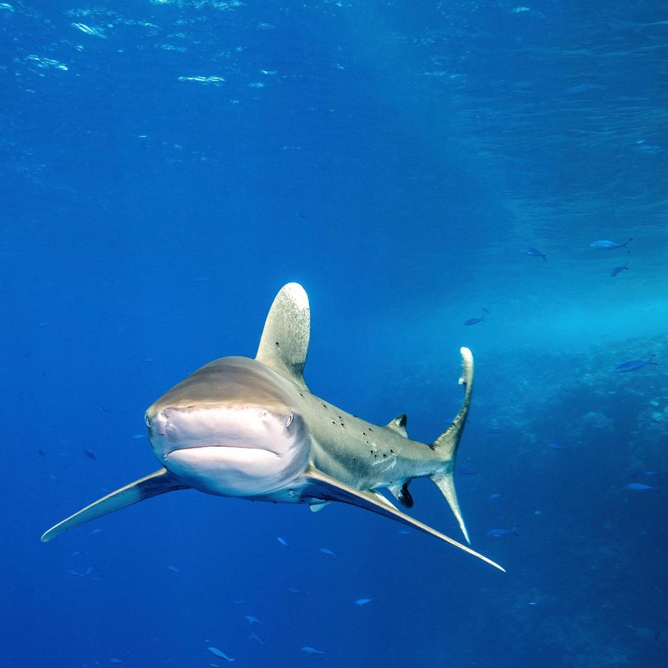 Vom Aussterben bedrohter Weissflossenhai in freier Bewegung im Roten Meer