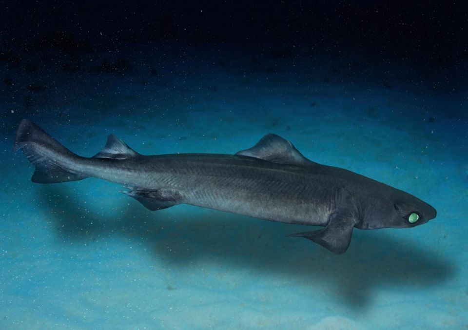 Tiefsee Hai Centrophorus granulosus unter Wasser