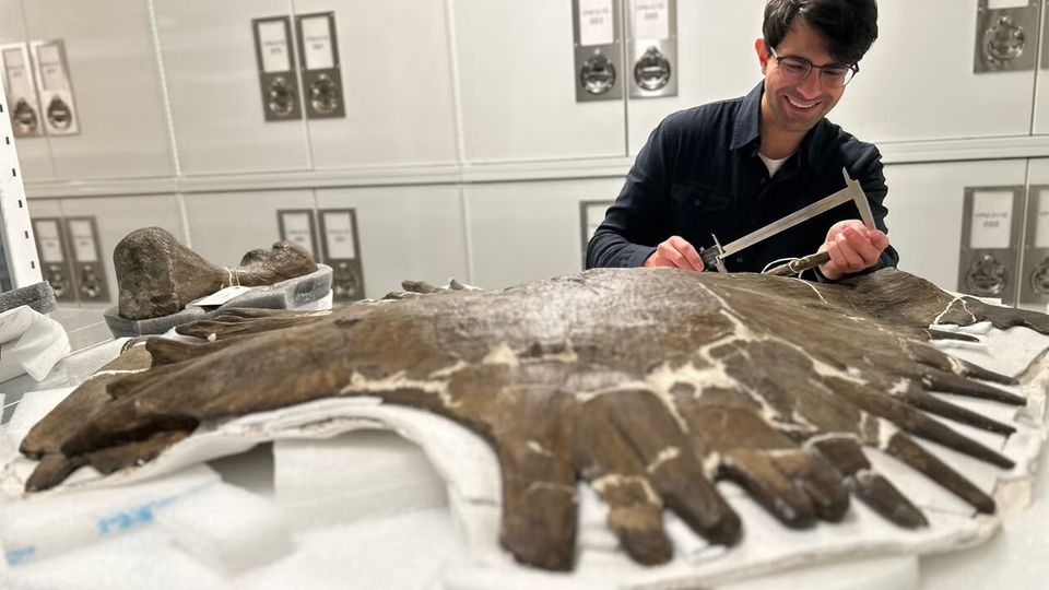 Neuvermessung fossiler Knochen: Der Paläontologe Caleb Gordon vom Yale Peabody Museum mit versteinderten Überresten einer Riesenschildkröte