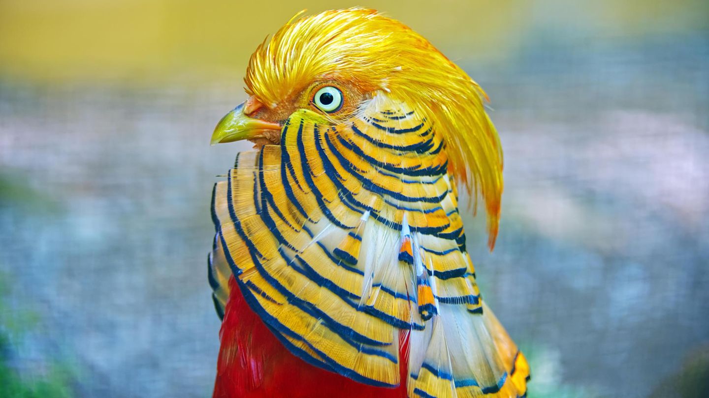 Steile-Frise-Warum-ein-Goldfasan-w-hrend-der-Paarungszeit-kaum-etwas-sieht