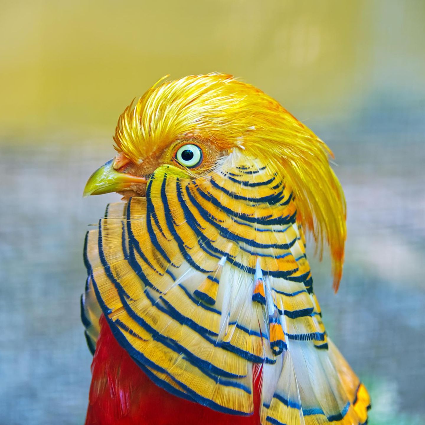 Porträt eines  Goldfasans