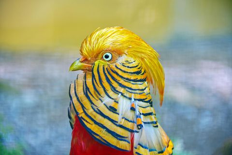 Porträt eines  Goldfasans