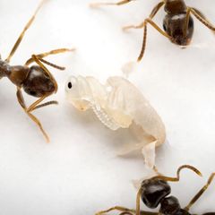 Drei Ameisen arbeiten am schneeweißen Kokon einer jungen Ameise
