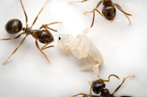 Drei Ameisen arbeiten am schneeweißen Kokon einer jungen Ameise