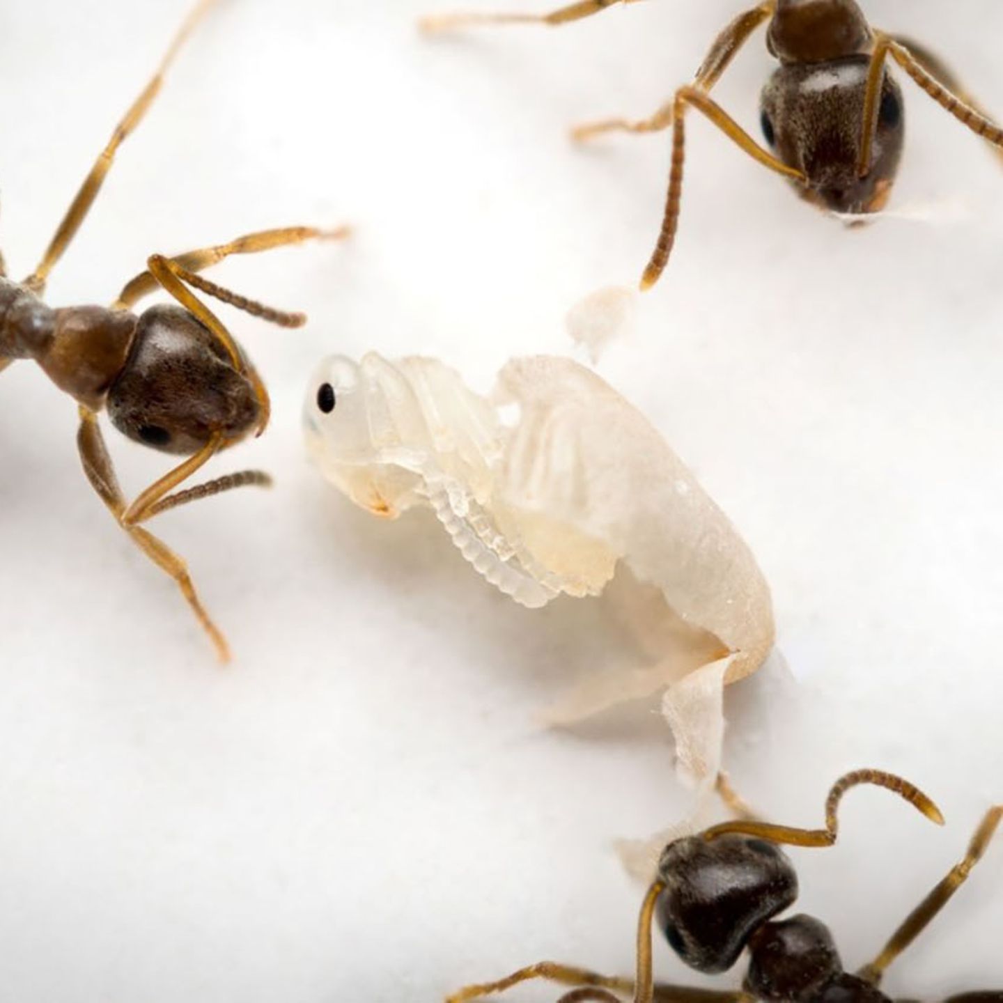 Drei Ameisen arbeiten am schneeweißen Kokon einer jungen Ameise