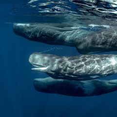 Pottwale  A pod of sperm whales underwater in Atlantic ocean of Azores