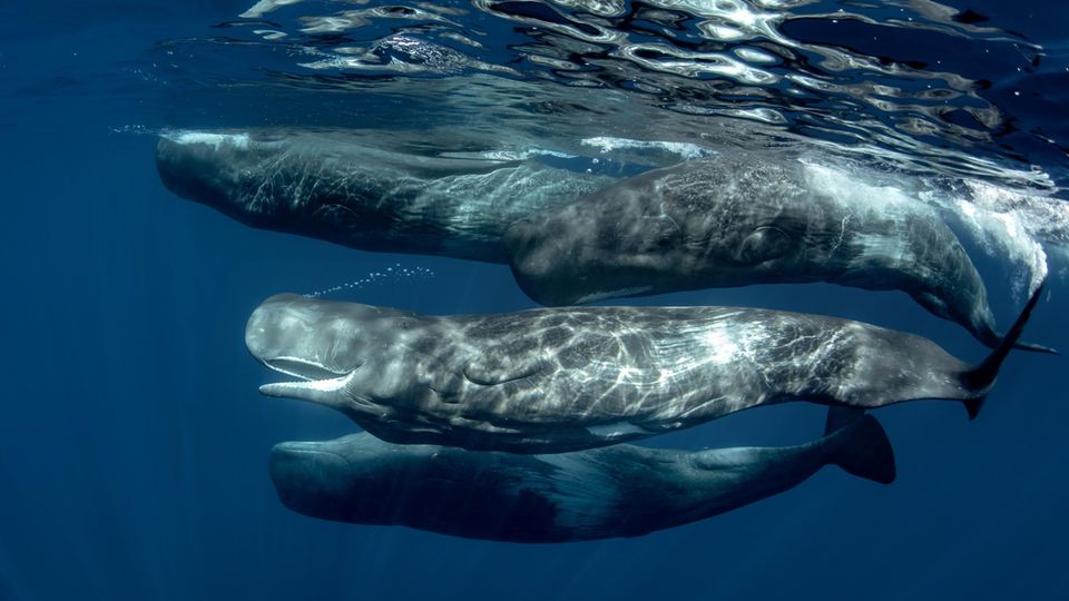 Pottwale  A pod of sperm whales underwater in Atlantic ocean of Azores