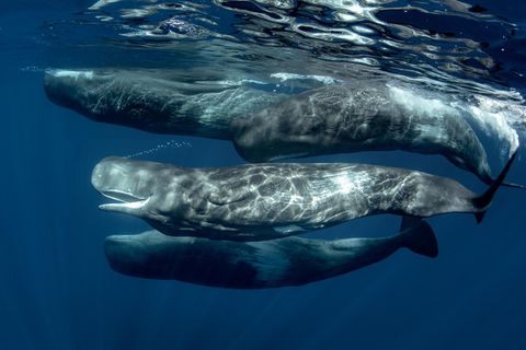 Pottwale  A pod of sperm whales underwater in Atlantic ocean of Azores