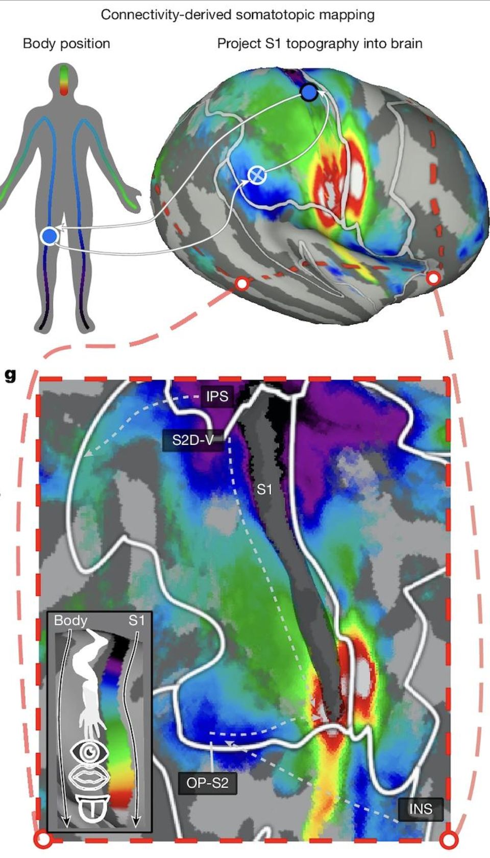 Verschiedene neurowissenschaftliche  Illustrationen des Gehirns