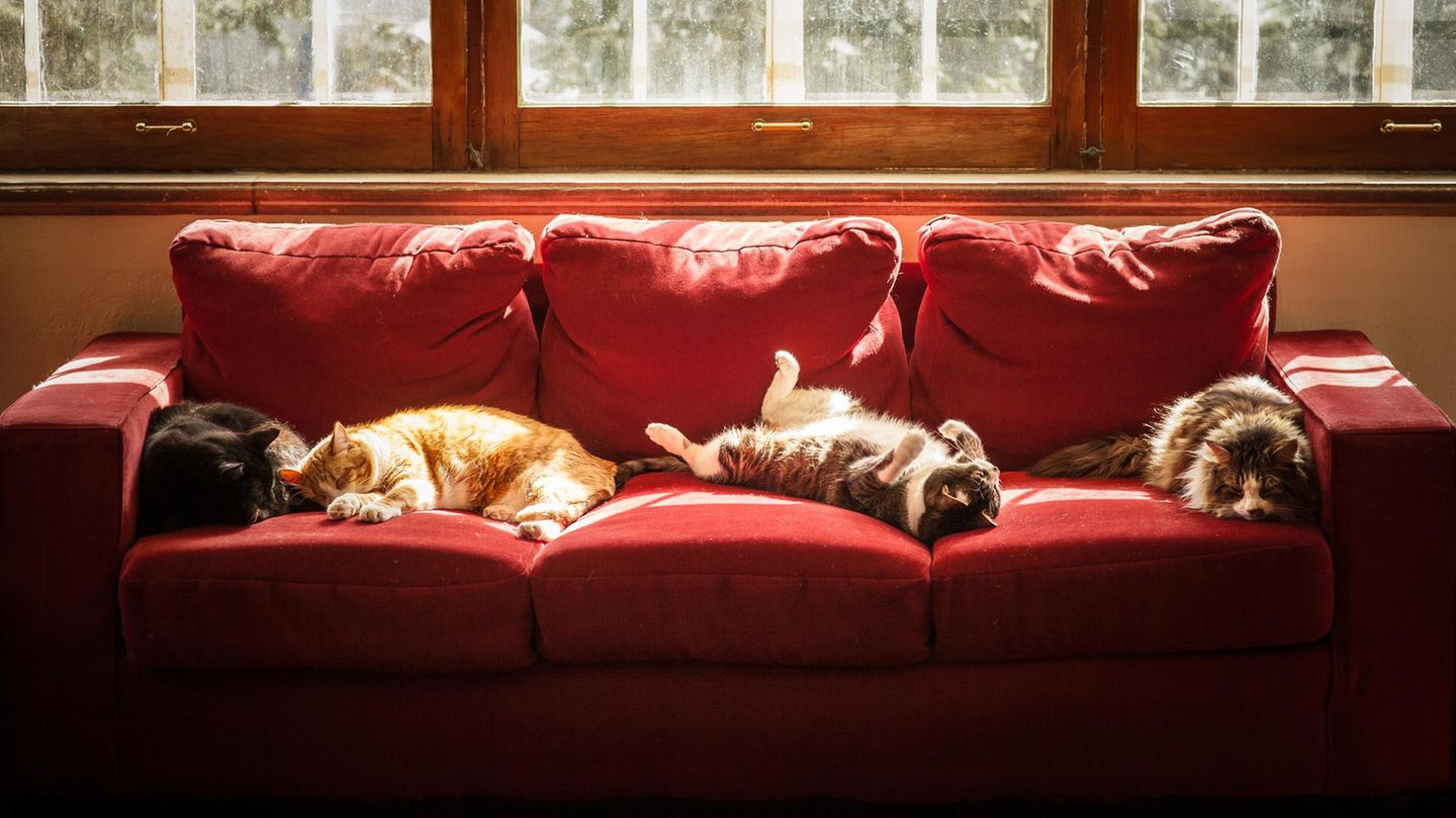 vier Katzen räkeln sich auf einem Sofa