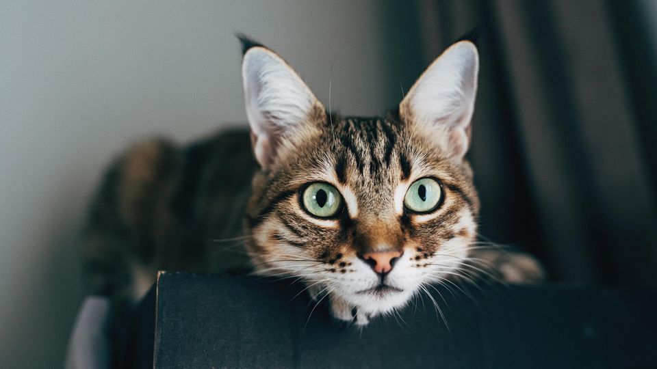 Eine Katze liegt auf einem Karton