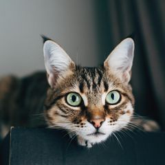 Eine Katze liegt auf einem Karton