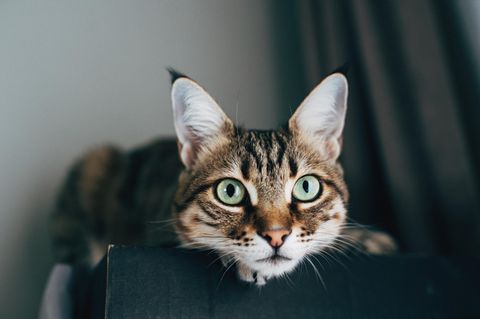 Eine Katze liegt auf einem Karton