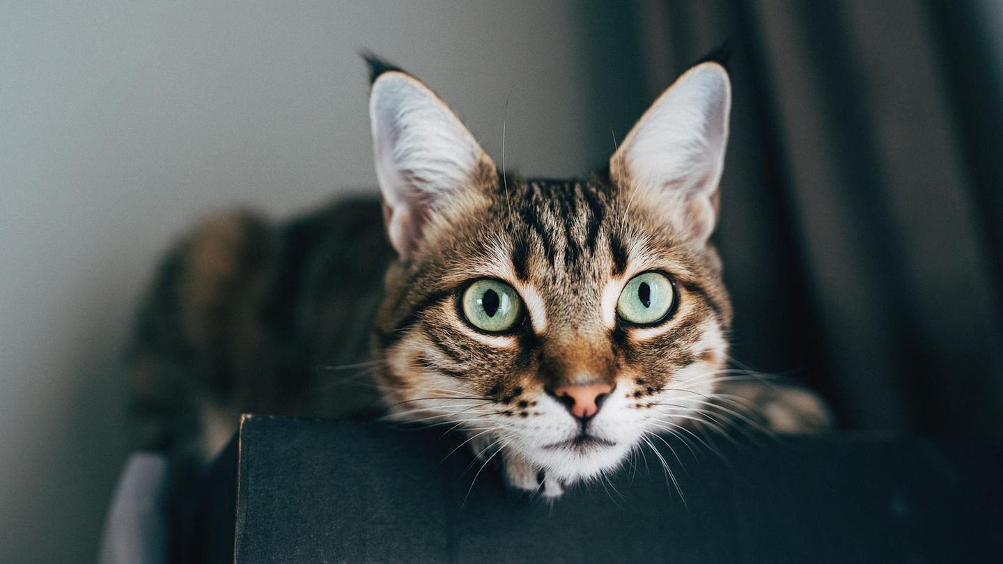 Arch-ogenetik-Die-Entstehungsgeschichte-der-Hauskatze-muss-umgeschrieben-werden