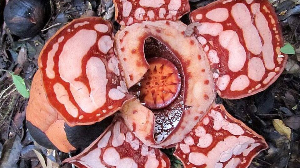 Eine Rafflesia hasseltii im aufbeglühten Zustand