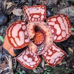 Eine Rafflesia hasseltii im aufbeglühten Zustand