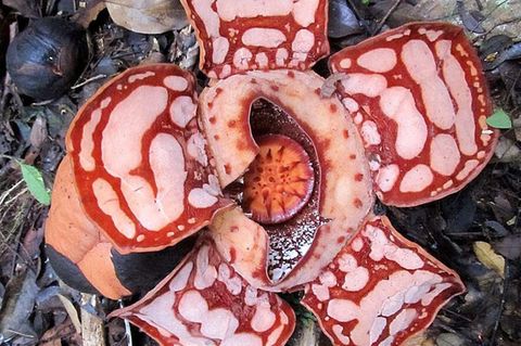 Eine Rafflesia hasseltii im aufbeglühten Zustand