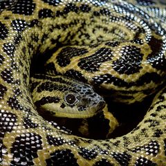 Die Gelbe Anakonda (Eunectes notaeus) erwürgt ihre Beute, darunter Säugetiere, Vögel, Fische und Reptilien. Sie lebt in Südamerika an Ufern und in Feuchtwäldern. Das Weibchen ist sechs bis acht Monate lang schwanger und gebärt dann 20 bis 30 Jungtiere