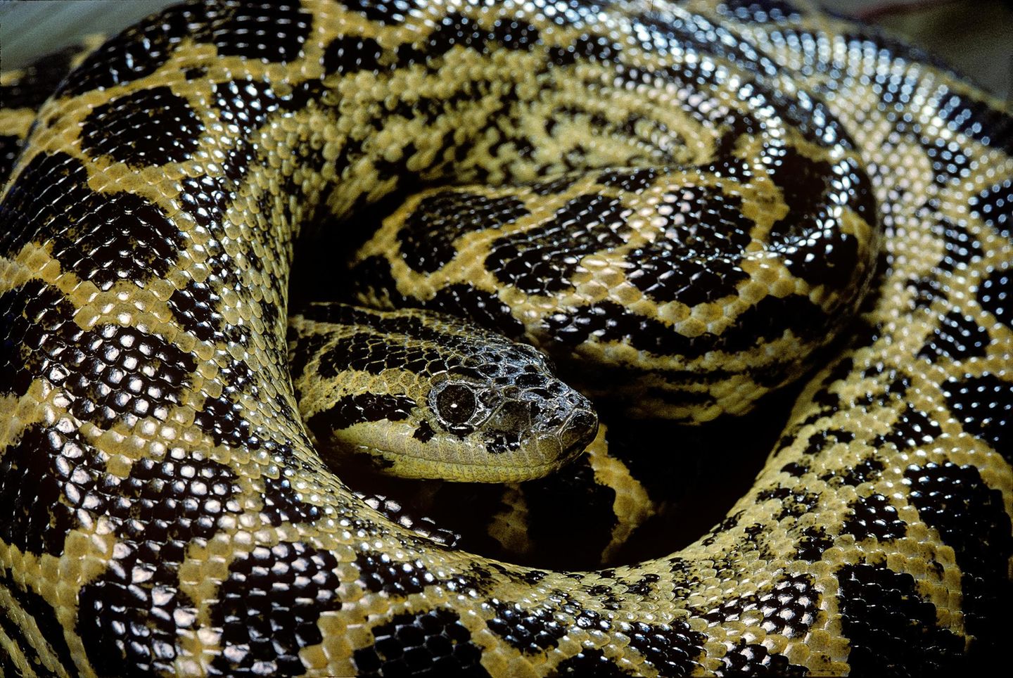 Die Gelbe Anakonda (Eunectes notaeus) erwürgt ihre Beute, darunter Säugetiere, Vögel, Fische und Reptilien. Sie lebt in Südamerika an Ufern und in Feuchtwäldern. Das Weibchen ist sechs bis acht Monate lang schwanger und gebärt dann 20 bis 30 Jungtiere