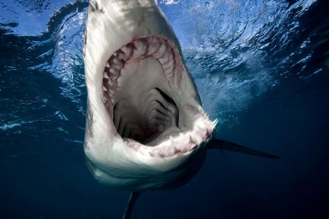 Hai mit offenem Maul