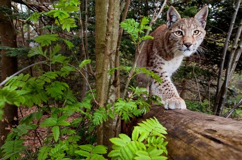 Das Jagdgebiet eines einzigen Luchses umfasst bis zu 400 Quadratkilometer