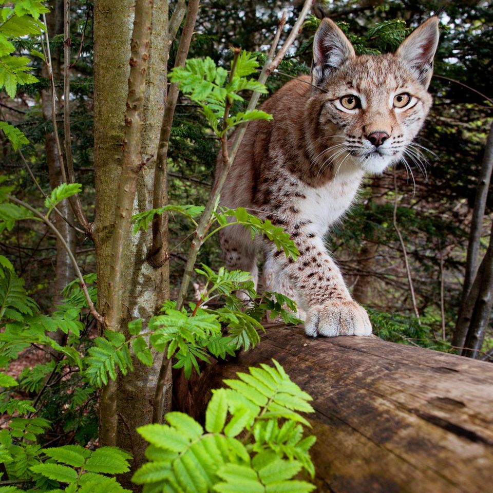 Das Jagdgebiet eines einzigen Luchses umfasst bis zu 400 Quadratkilometer