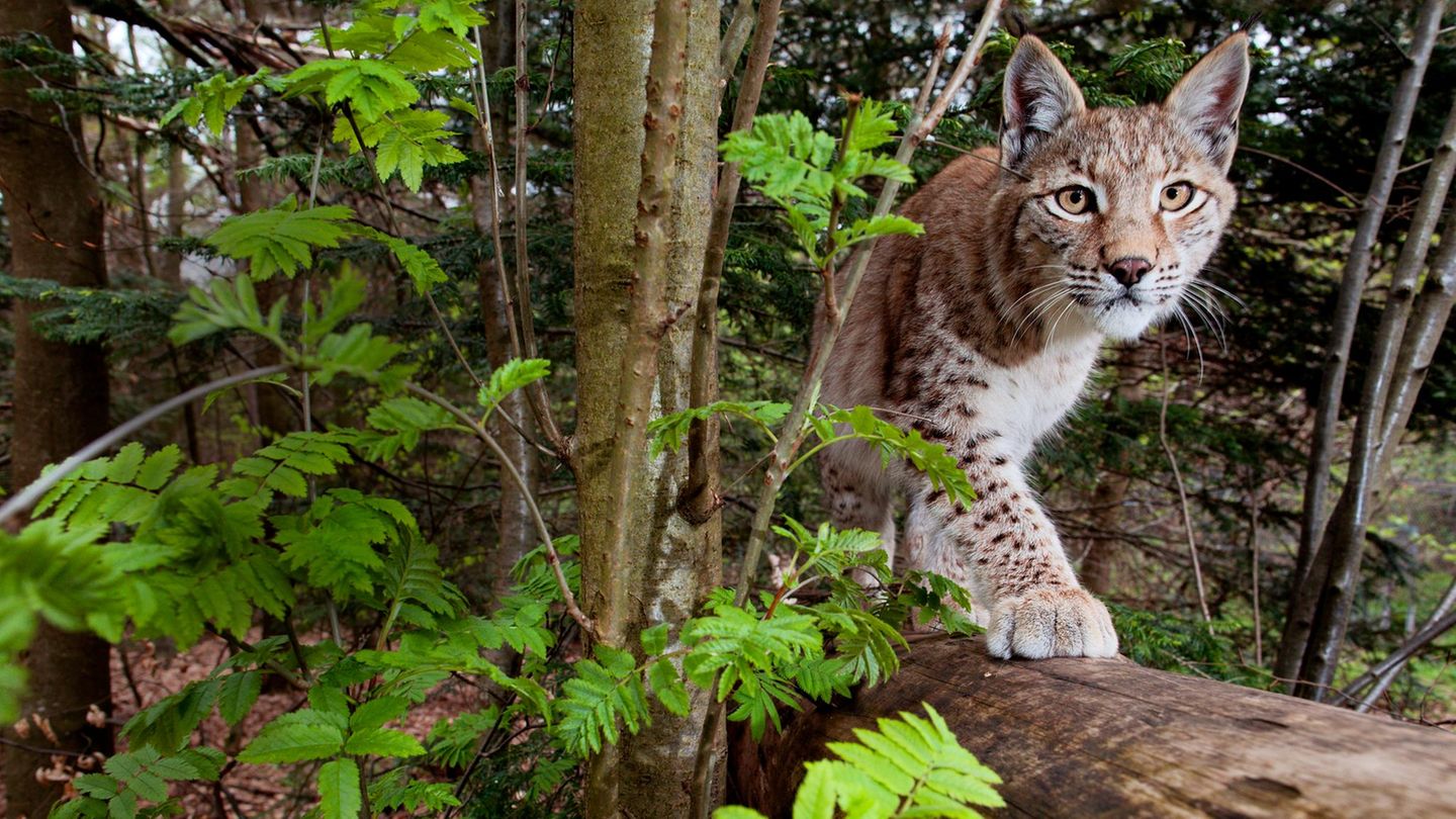 Wildtiere-Luchse-in-Deutschland-Die-ersehnte-R-ckkehr-eines-Raubtieres-GEOplus