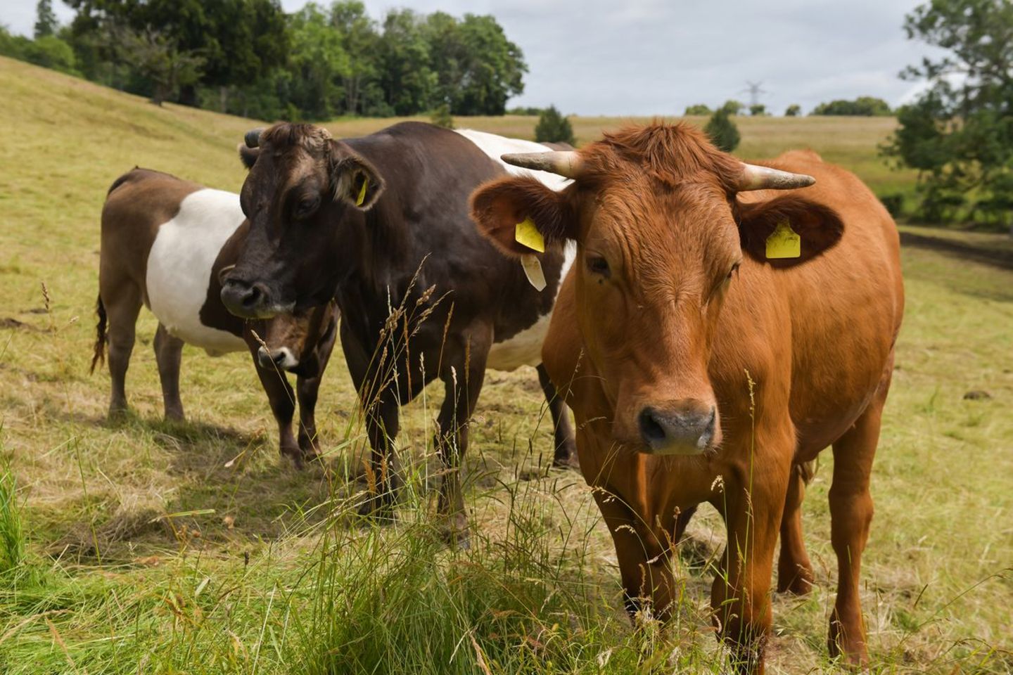 Rinder auf einer Wiese
