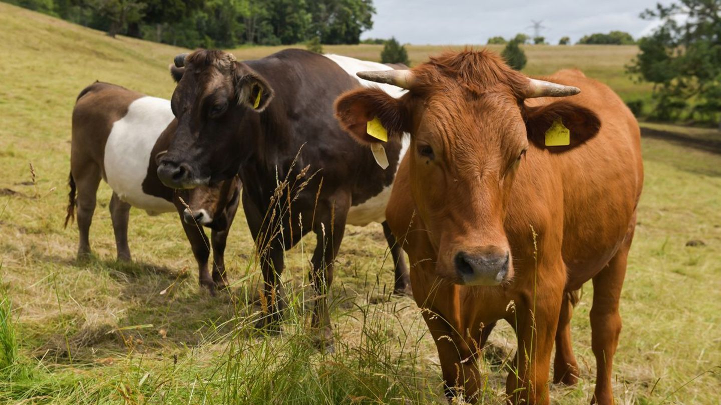 Neue-Studie-Mikroplastik-ver-ndert-die-Verdauung-von-Rindern