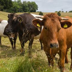Rinder auf einer Wiese